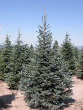 Corkbark Fir